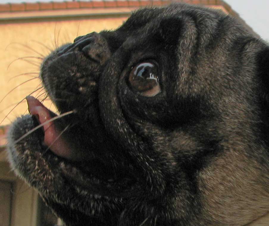 beseeching pug photo